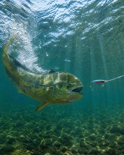 Comportement du poisson